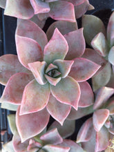 Load image into Gallery viewer, Graptoveria Glitter Pink (3 Plants)
