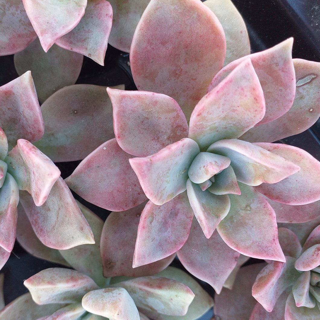 Graptoveria Glitter Pink (3 Plants)