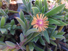 Load image into Gallery viewer, Delosperma litorale &#39;Orange&#39;(3 Plants)
