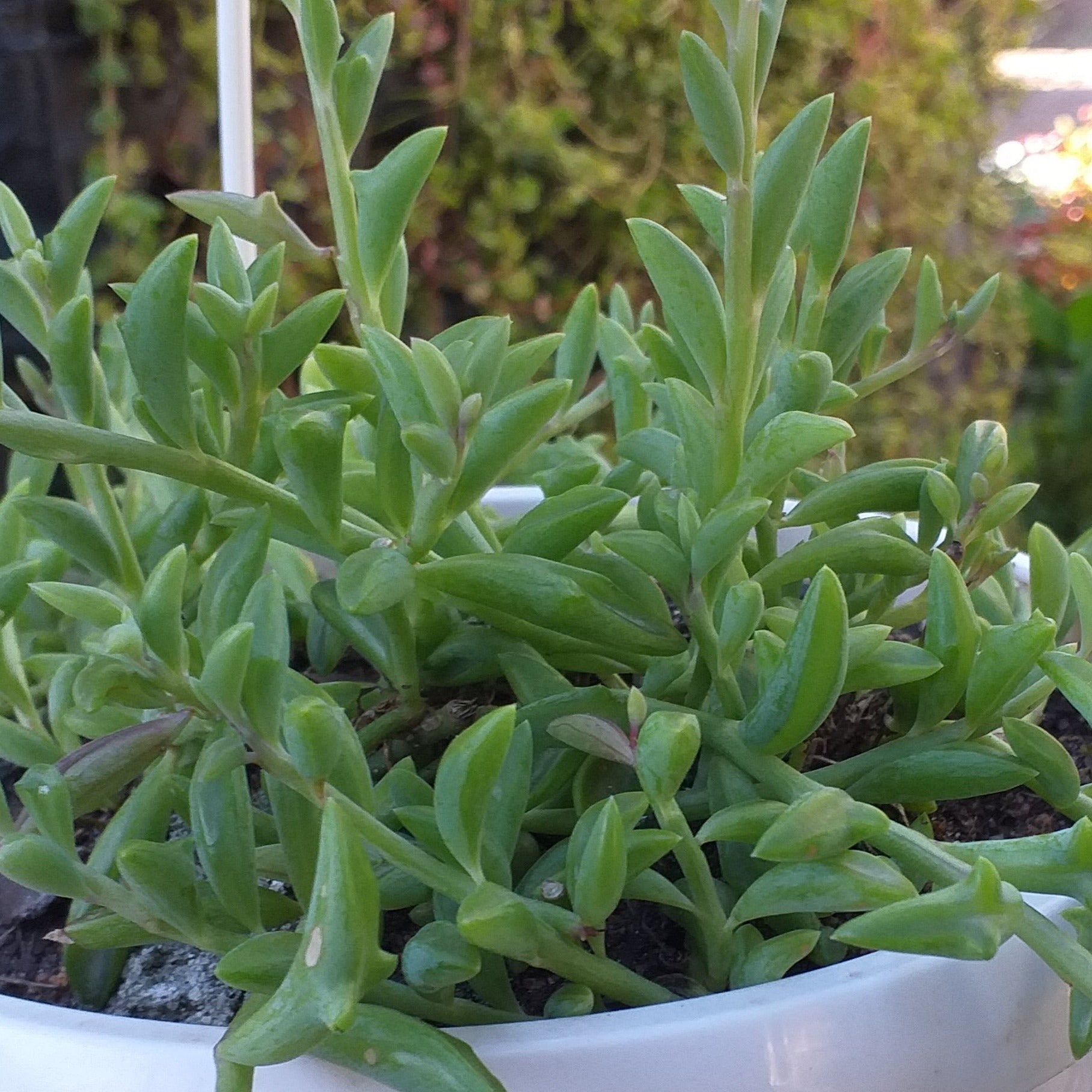 dolphin succulent plant Senecio peregrinus 'String of dolphins'(3 Plants) – Plants Direct