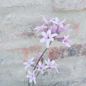 Tulbaghia violacea Ashanti