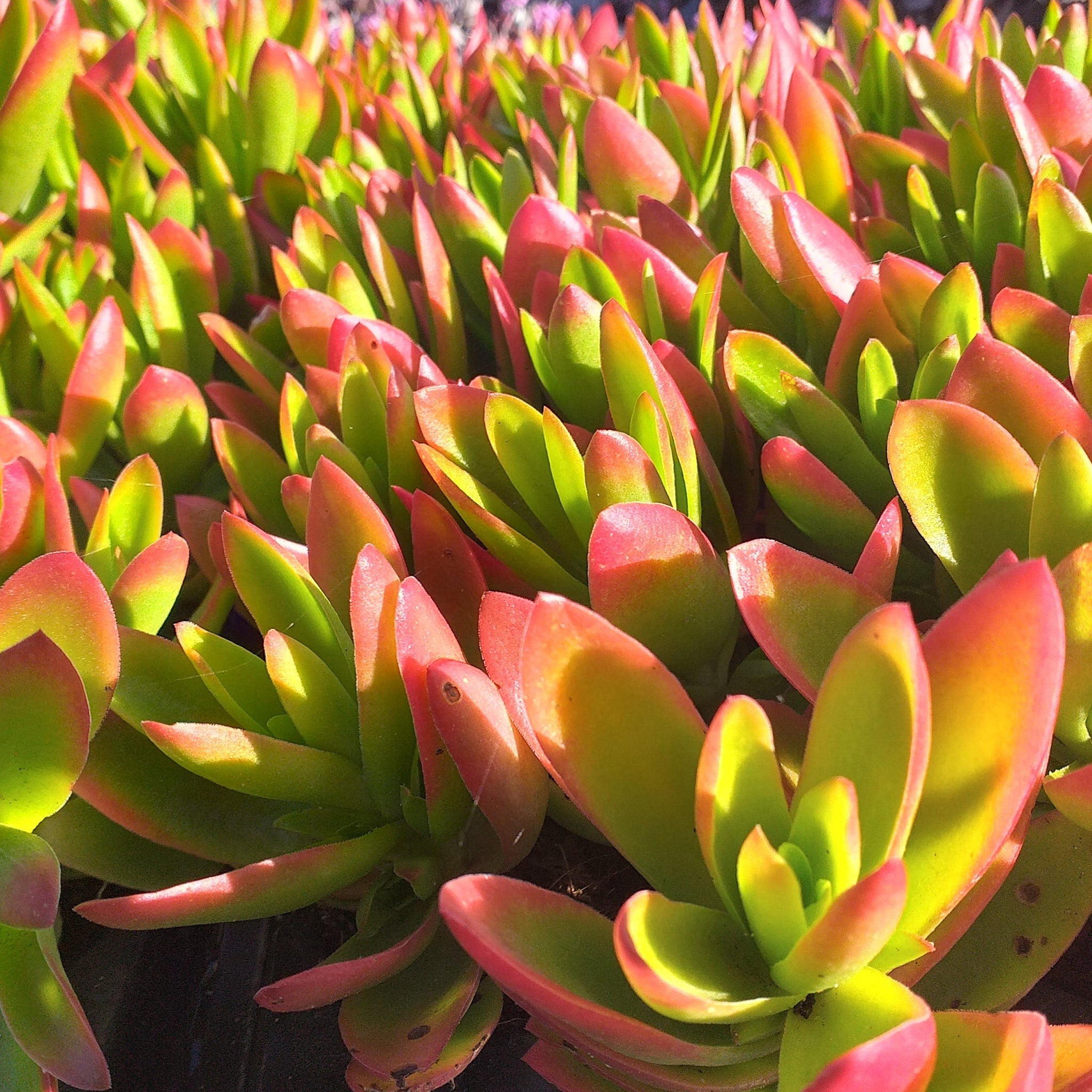crassula capitella campfire succulent Crassula capitella Campfire(3 Plants) – Plants Direct