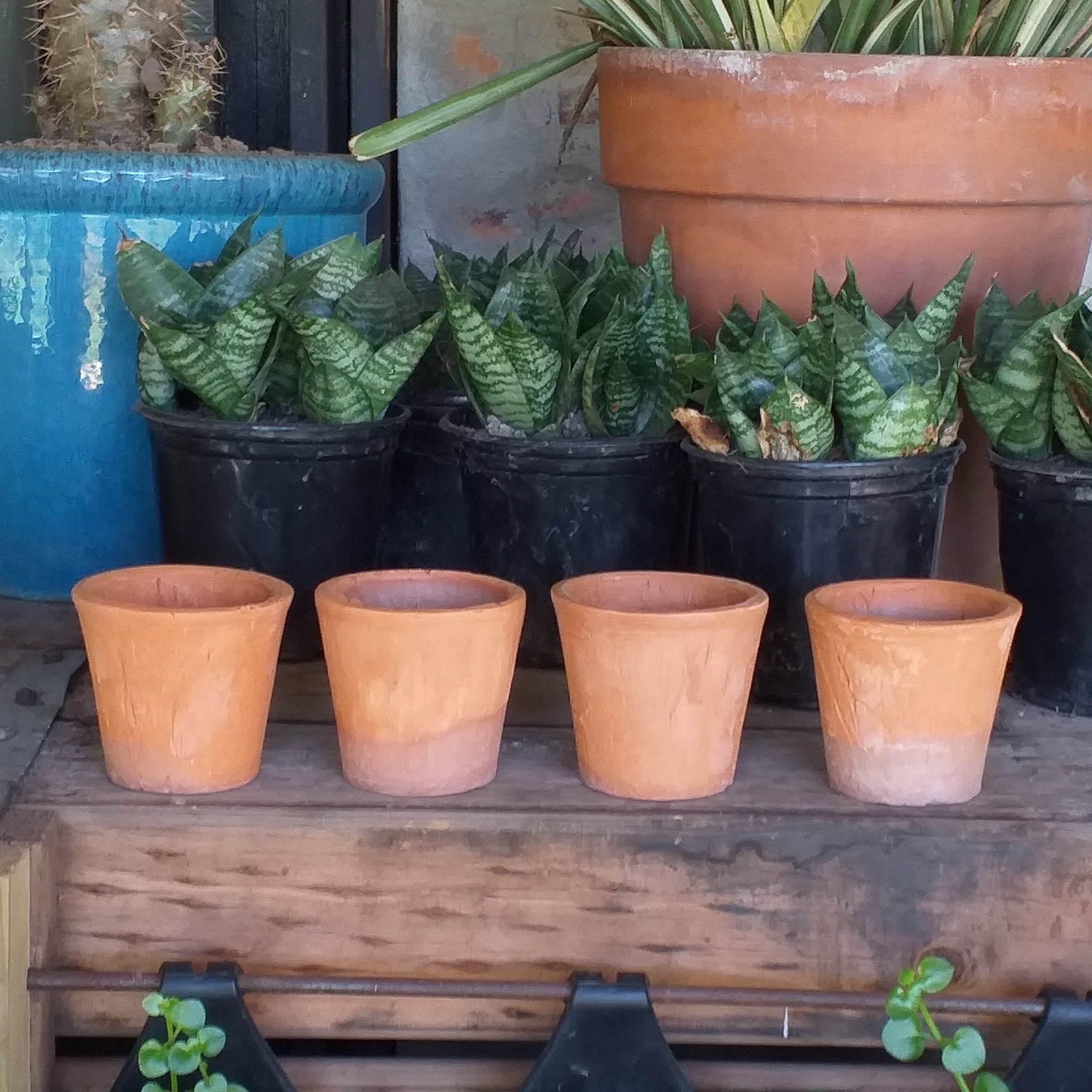 Garden accessories – Plants Direct