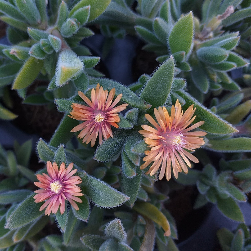 Delosperma litorale 'Orange'(3 Plants)