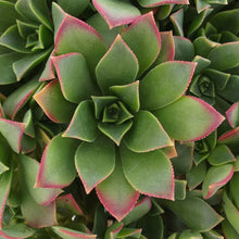 Load image into Gallery viewer, Aeonium haworthii (3 Plants)
