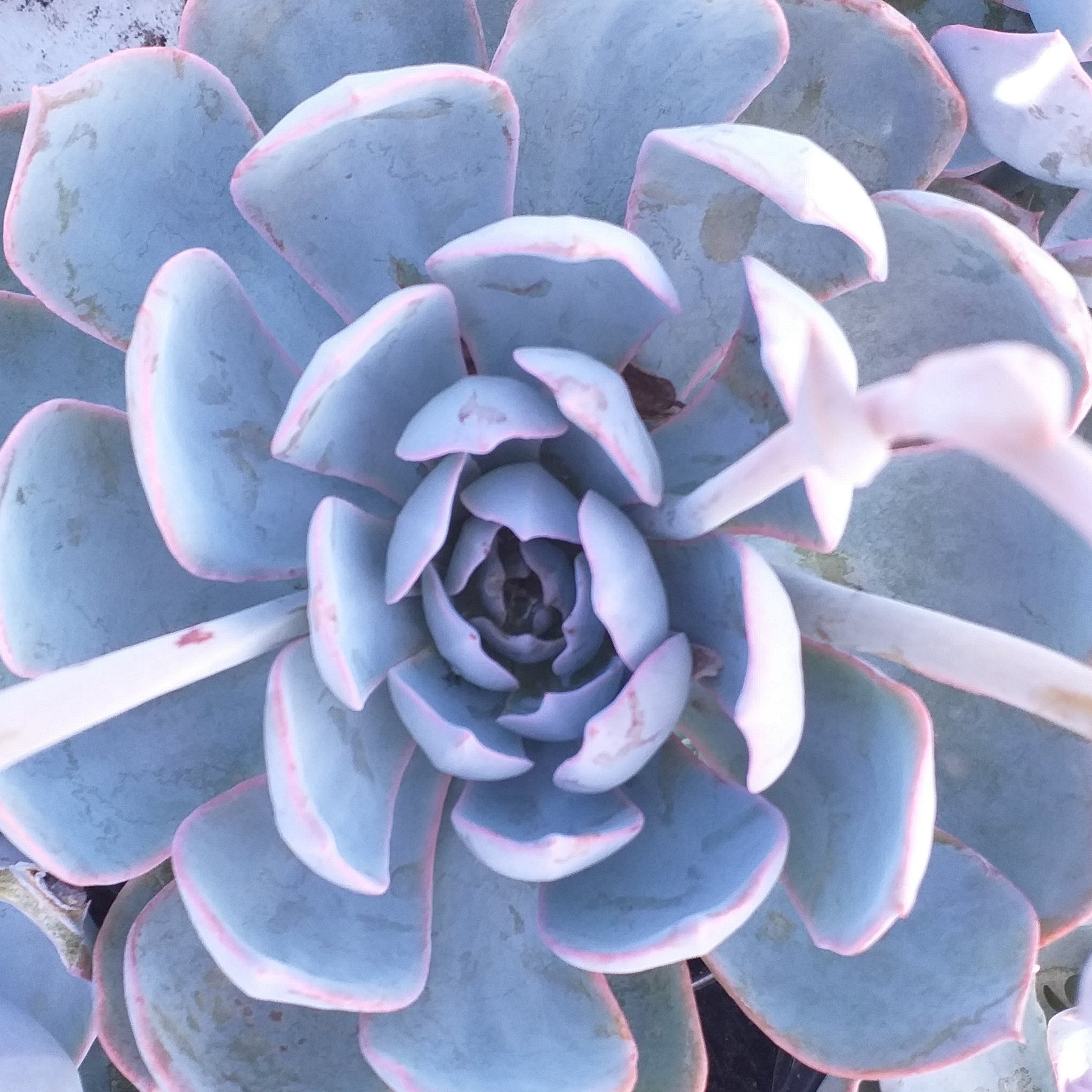 Echeveria – Plants Direct