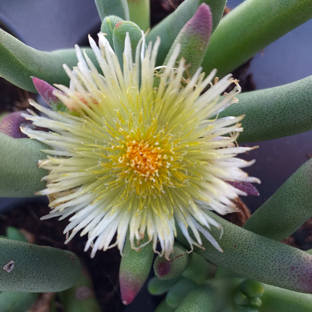 Cylindrophyllum comptonii (3 Plants)
