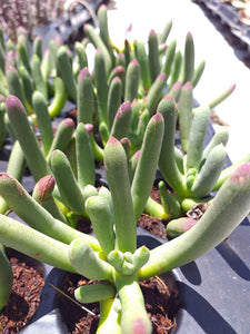 Cylindrophyllum comptonii (3 Plants)