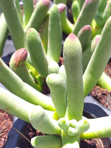 Cylindrophyllum comptonii (3 Plants)