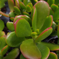 Crassula ovata nana Pink  (3 Plants)