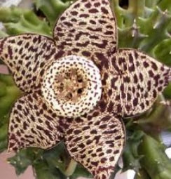 Orbea variegata (3 Plants)