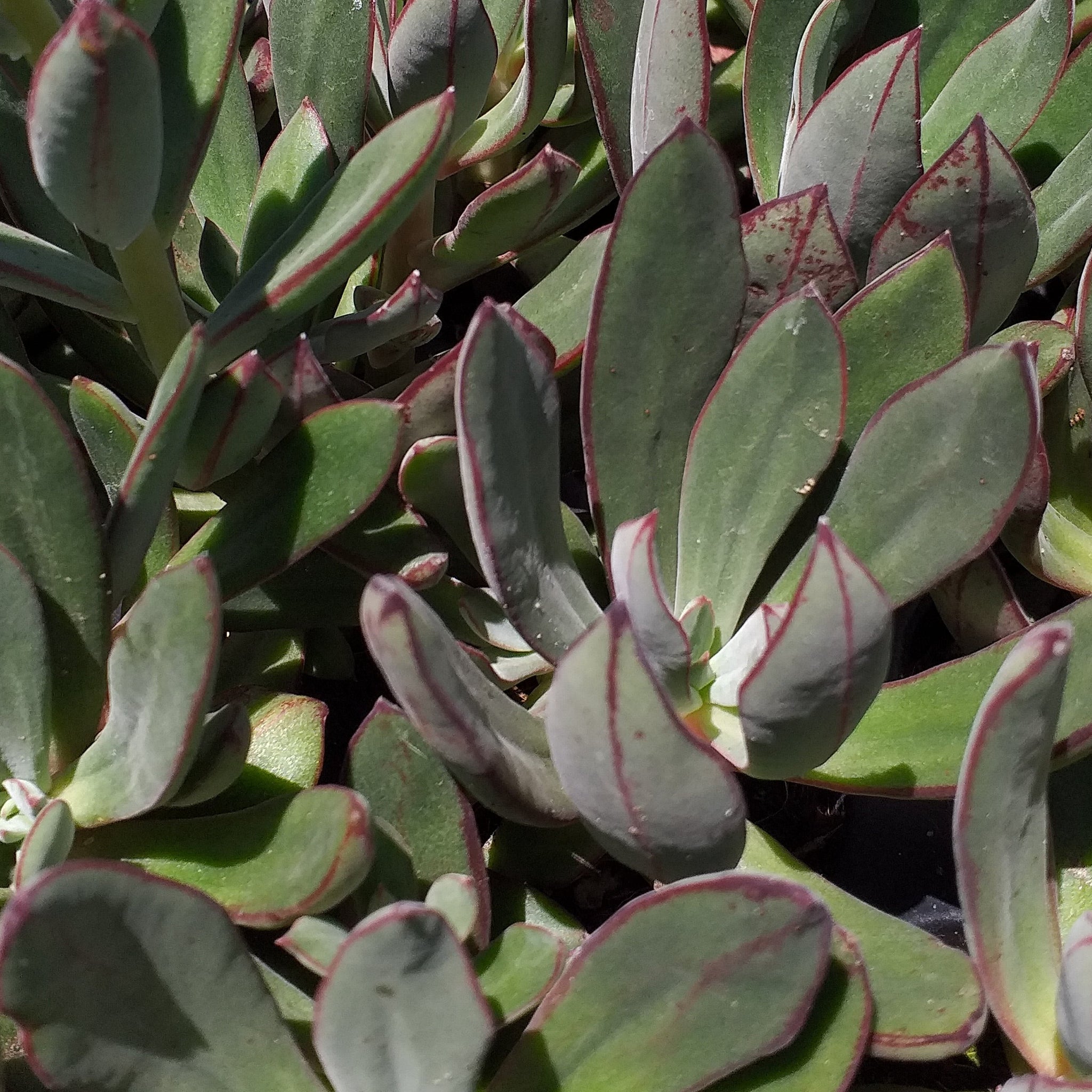 echeveria arrow succulent Echeveria nodulosa Arrow (3 Plants) – Plants Direct