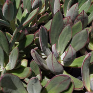 Echeveria nodulosa Arrow (3 Plants)