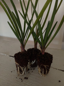 Tulbaghia violacea Ashanti