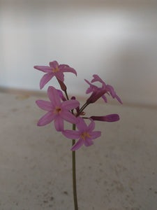 Tulbaghia violacea Kilimanjaro