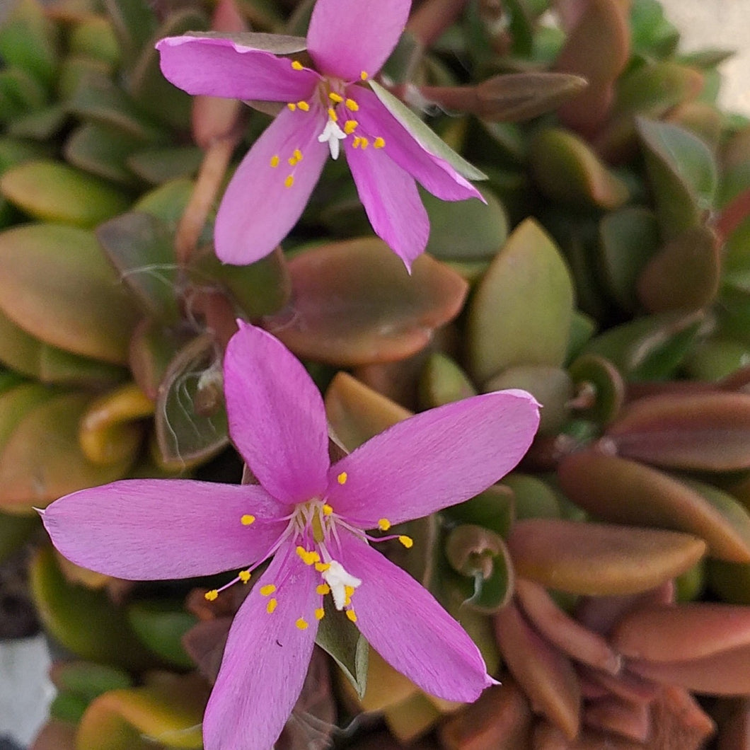 Anacampseros rufescens (3 Plants)