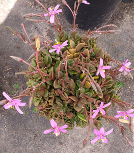 Anacampseros rufescens (3 Plants)