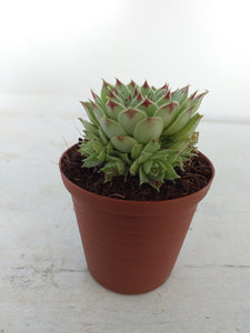 Sempervivum Greenii (3 Plants)