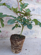 Load image into Gallery viewer, Iceberg Rose (3 Plants)
