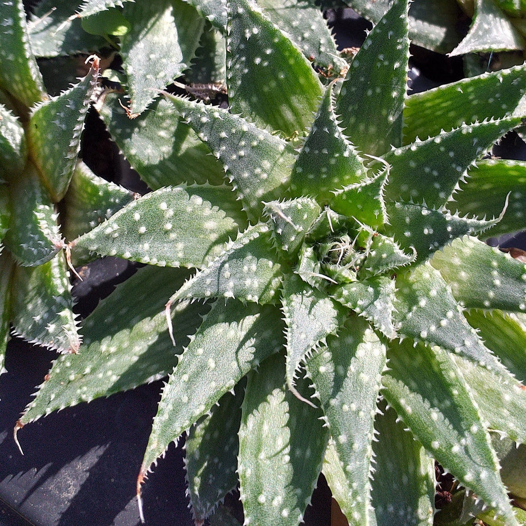 Aristaloe aristata (3 Plants)