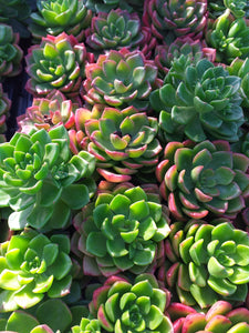 Sedeveria Letizia (3 Plants)