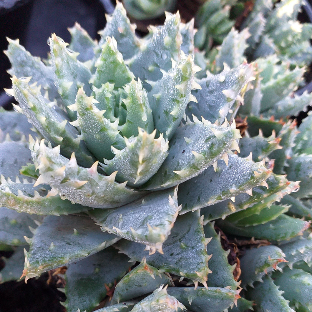 Aloe brevifolia (3 Plants)