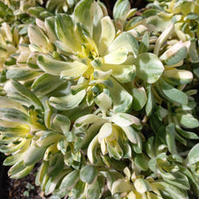 Load image into Gallery viewer, Aeonium  Suncup (3 Plants)
