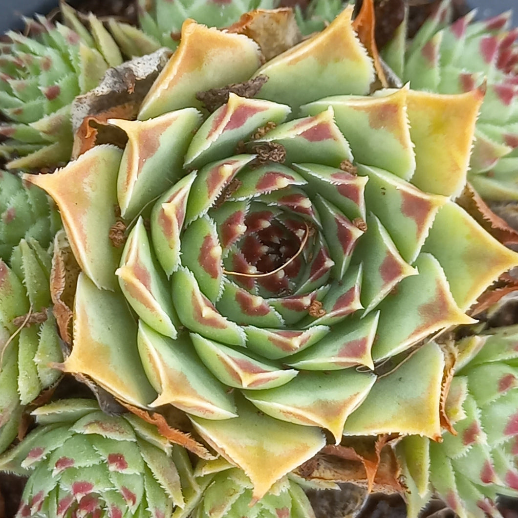 Sempervivum Greenii (3 Plants)