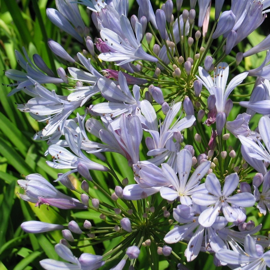 Agapanthus - Deluxe – Plants Direct