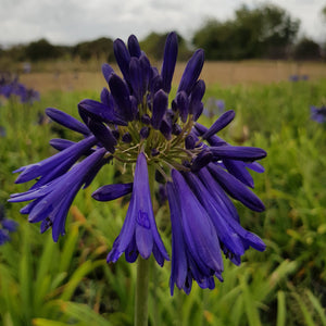 Agapanthus Hanneke