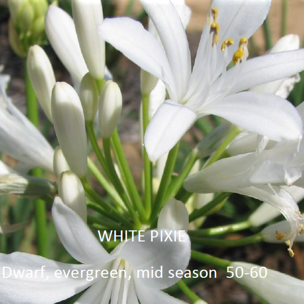 Agapanthus - Deluxe – Plants Direct