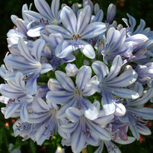 Load image into Gallery viewer, Agapanthus Full Moon
