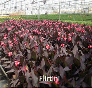 Canna Flirtini