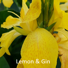 Load image into Gallery viewer, Canna Lemon &amp; Gin
