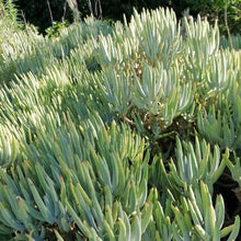 Load image into Gallery viewer, Cotyledon orbiculata -Flanaganii (3 Plants)
