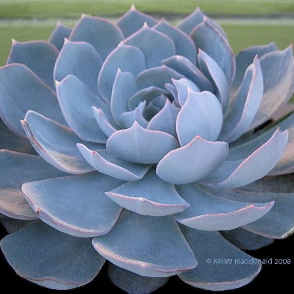 Echeveria Peacockii (3 Plants)