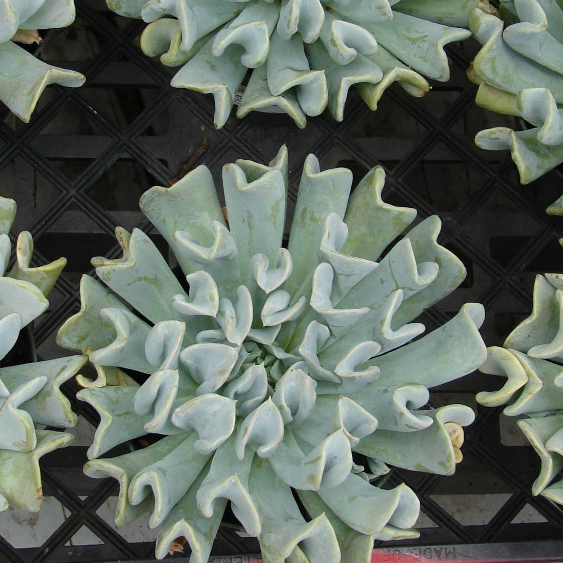 Echeveria – Plants Direct