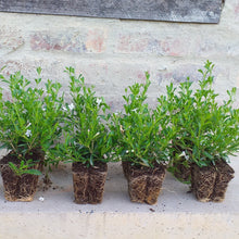Load image into Gallery viewer, Freylinia White (3 Plants)
