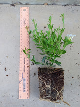 Load image into Gallery viewer, Freylinia White (3 Plants)
