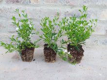 Load image into Gallery viewer, Freylinia White (3 Plants)
