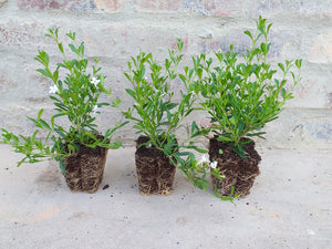 Freylinia White (3 Plants)