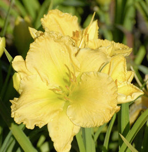 Daylily - Anna Mae Hager