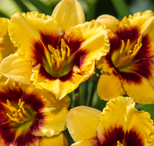 Load image into Gallery viewer, Daylily - Renegade Lady
