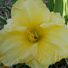 Load image into Gallery viewer, Daylily - Sunny Days
