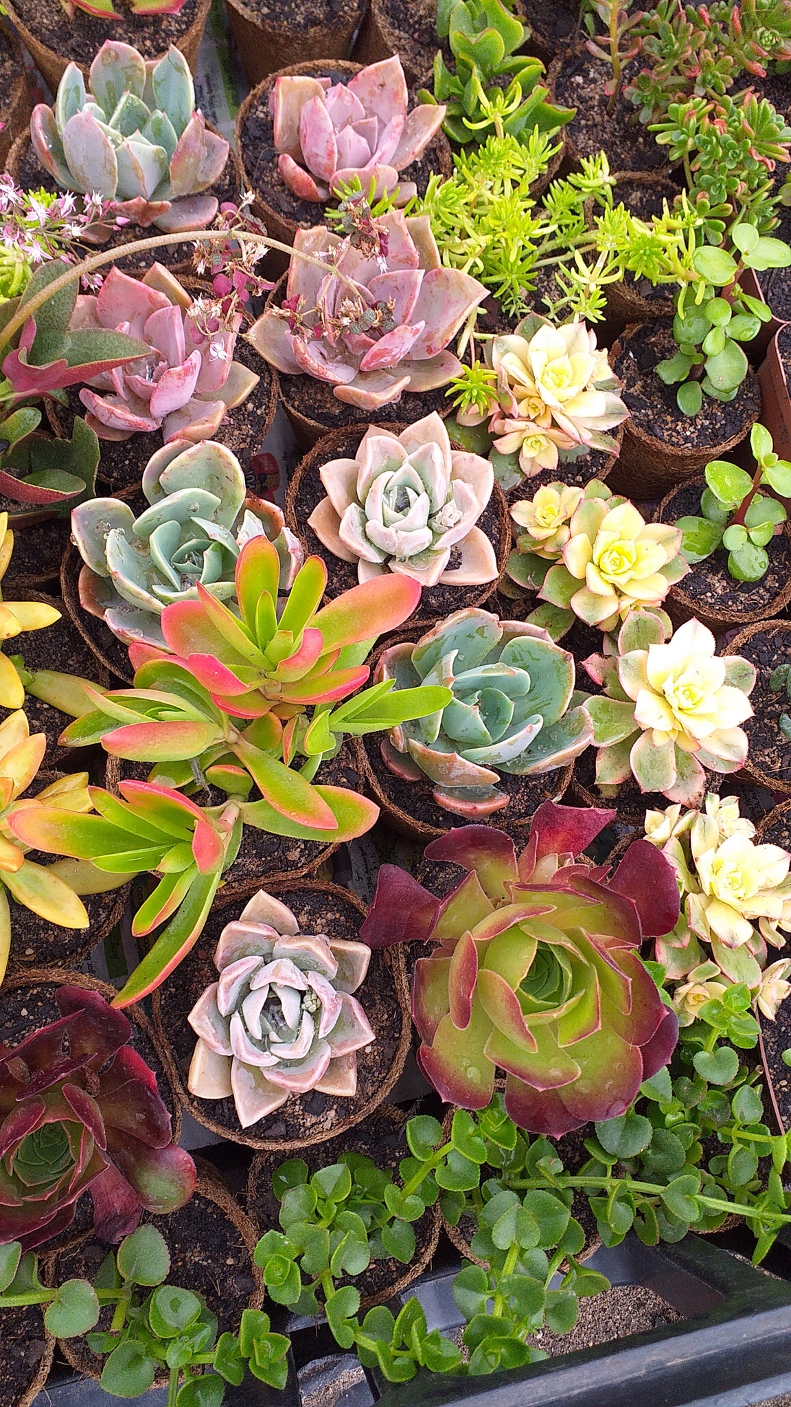 buy succulents online south africa Gift pots