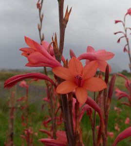 Watsonia meriana