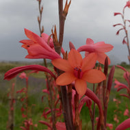 Watsonia meriana