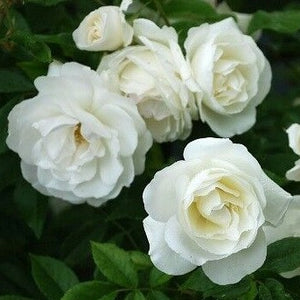 Iceberg Rose (3 Plants)