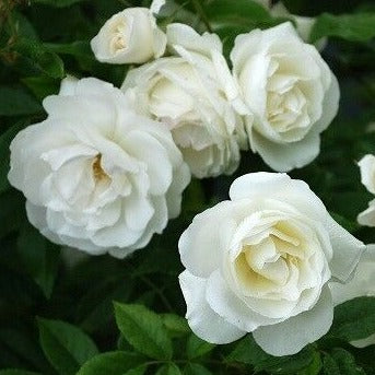 Iceberg Rose (3 Plants)