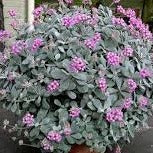 Load image into Gallery viewer, Kalanchoe pumila (3 Plants)
